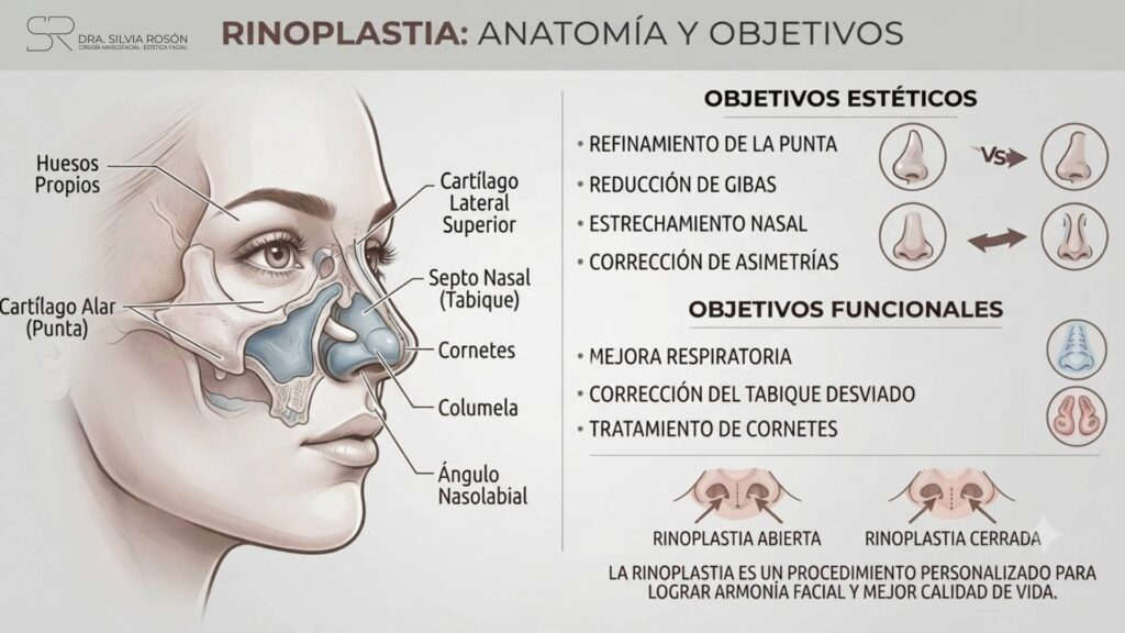 Diagrama de la anatomía de la nariz (huesos propios, cartílago alar, septo nasal, cornetes) y objetivos estéticos y funcionales de la rinoplastia